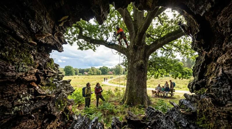 Verzorging van een monumentale Nederlandse eik met dikke, knoestige stam