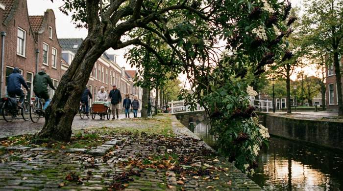 Vlier met witte bloesems als stille getuige langs een Nederlandse straat